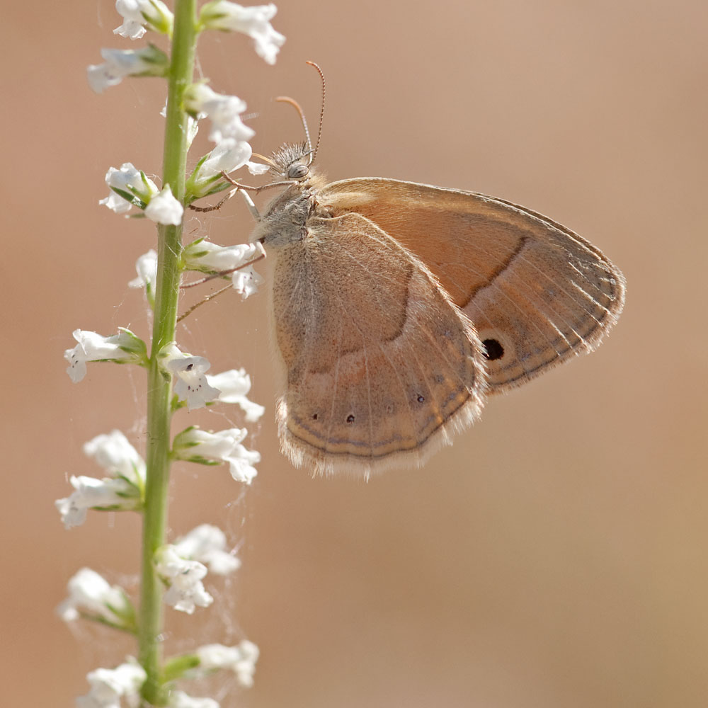 Coenonympha saadi